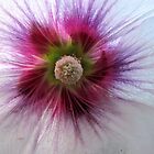 «Remolino» de Brenda Dahl