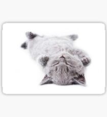 Funny gray fluffy kitten sleeps Sticker