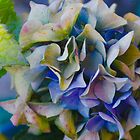 «Hortensias de colores» de Barbara  Brown