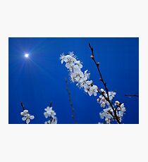 Supernova Plum Blossoms Photographic Print