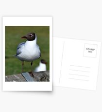 Seagul Postcards