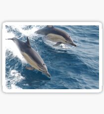 Common Dolphin Sticker