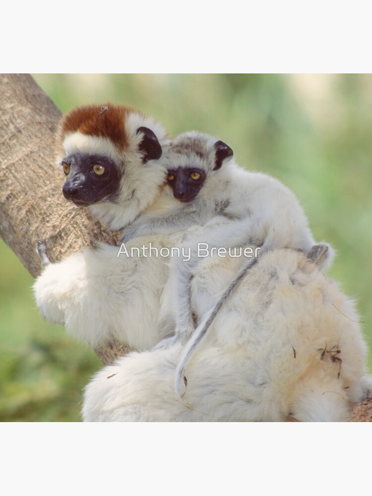 Beautiful baby sifaka by dailyanimals