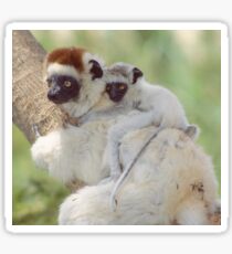 Beautiful baby sifaka Sticker