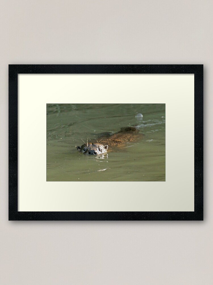 Alternate view of Wild otter! Framed Art Print