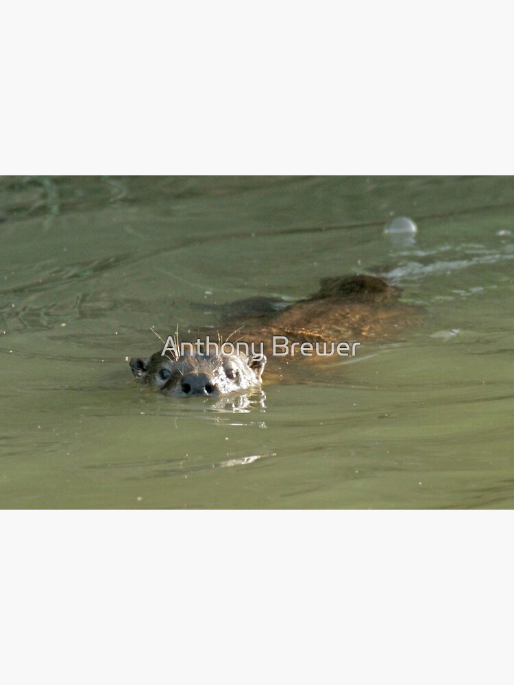 Wild otter! by dailyanimals