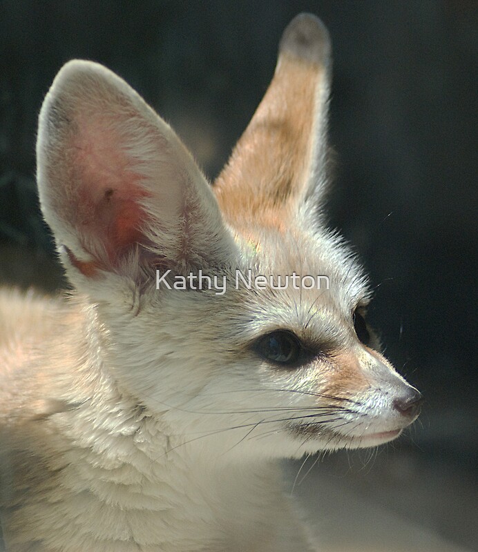 Bebe Fennec Fox Par Kathy Newton Redbubble