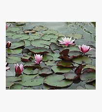 Down on the lily pad Photographic Print