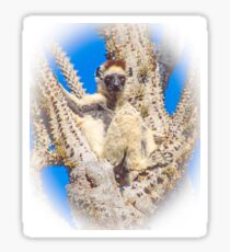 Living in the spiny forest Sticker