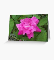 blushing beauty Greeting Card