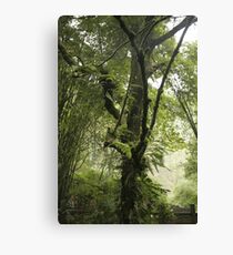 Early Morning, Central China Canvas Print
