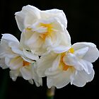 «Narciso doble de tres cabezas» de AnnDixon