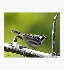 The male Chestnut-sided Warlber Photographic Print