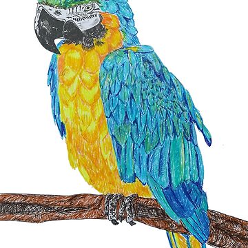 Learn to Draw a Colorful Parrot