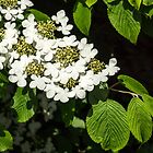 «Lacecap Hortensia -» de Georgia Mizuleva