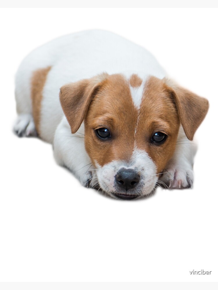 Jack Russel Sticker von vinciber | Redbubble Sticker: Jack Russel | Redbubble
