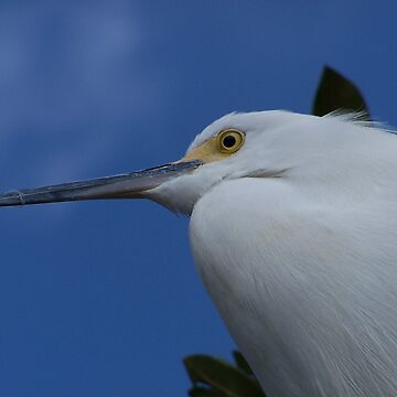 Artwork thumbnail, Egret by DianaTaylor