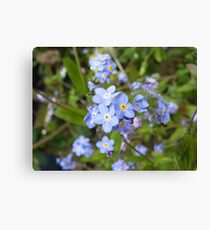 forget me not - I doubt you could! Leinwanddruck