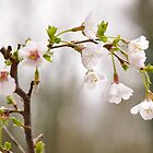 «Flor de primavera» de Lisa Williams