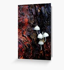 Bark Overture In Red Greeting Card