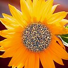 «grava» de robert murray