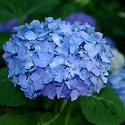 «Flor de hortensia azul» de rvjames