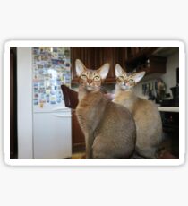 Abyssinian Cat Sticker