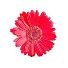 «isolated red gerbera daisy on white» de spetenfia