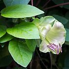 «Liana Floreciente - Una Floración Exótica Singular» de Georgia Mizuleva