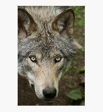 The Gaze Photographic Print