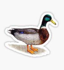 Duck Sticker