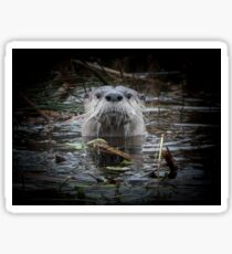 Otter is watching you Sticker