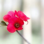 «Membrillo» de JEZ22