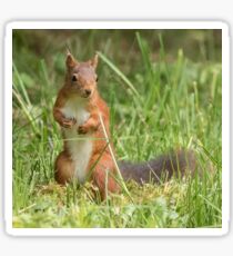 Squirrel in the grass Sticker