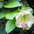 «Liana floreciente - una flor exótica singular» de Georgia Mizuleva