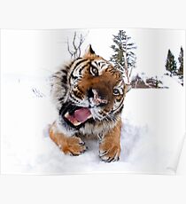 Siberian Tiger Poster