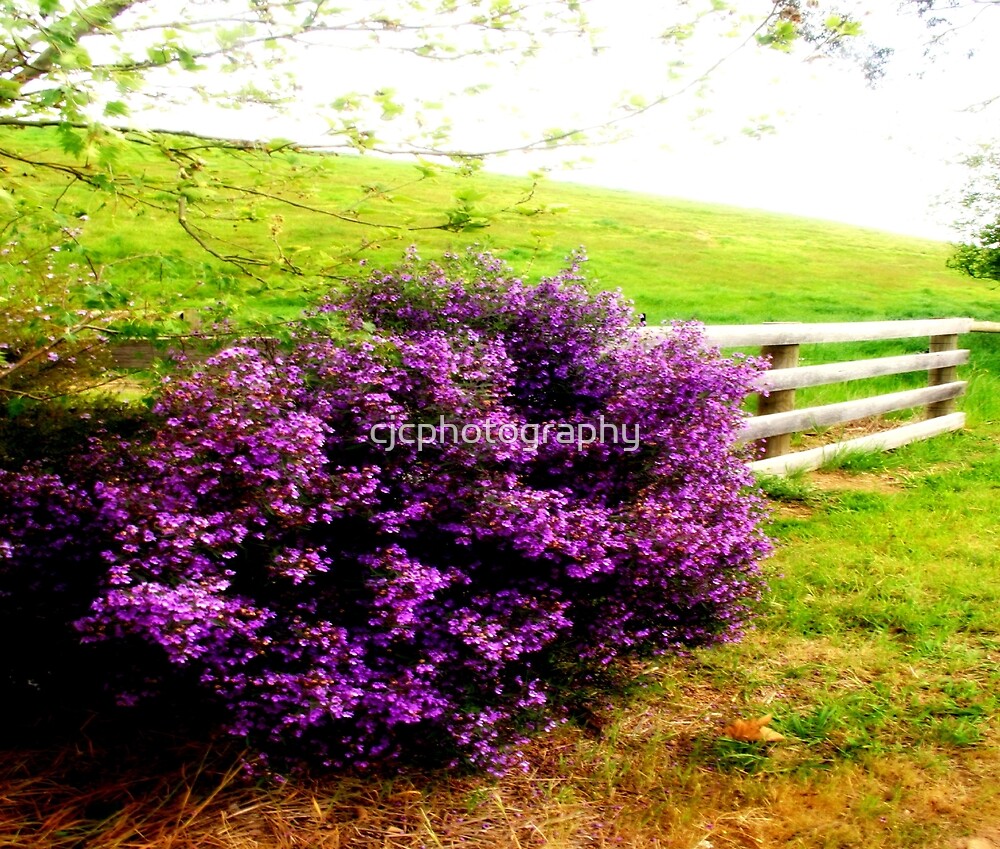 Lavender Fence By Cjcphotography Redbubble   Flat,1000x1000,075,f.u14 