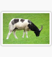 Jacob Sheep Grazing Sticker