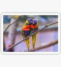 Rainbow Lorikeet Sticker