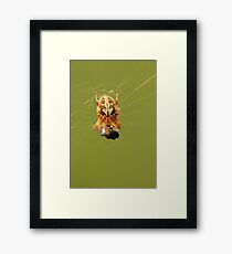 Yellow Spider on a Web Framed Print