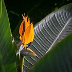 «Un pico de ave del paraíso enojado primero» de Georgia Mizuleva