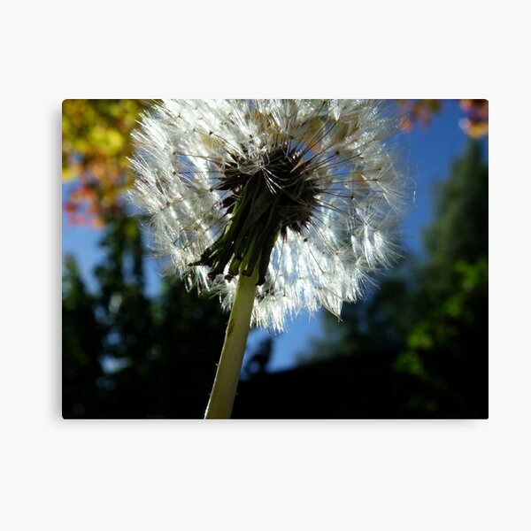 Puff Canvas Print