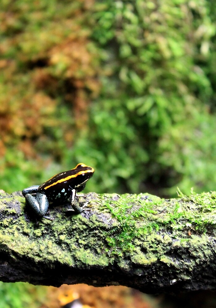 "Allenwood, PA Black & Gold Dart Frog" by ACImaging Redbubble