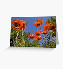 Poppies Greeting Card