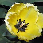 «Precioso limón frilled tulipán» de BlueMoonRose