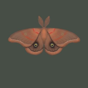 Polyphemus Moth Sticker — Andrea Dingeldein