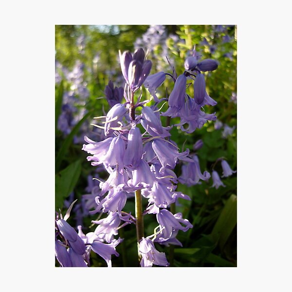 Bluebells Photographic Print