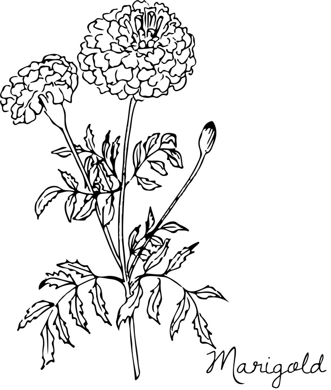  Botanical Flower Drawing Marigold by AshHaycraft94 