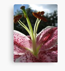 Afternoon Stargazer Canvas Print