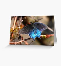 Pipevine Swallowtail Greeting Card